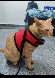 Cat Leash