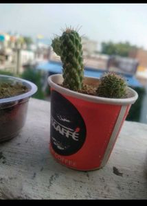 Expensive Cactus Plant