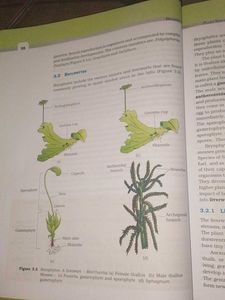 Biology Textbook Class XI