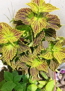 Coleus Live Plants