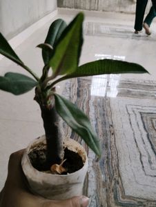 2 Color Champa Plant &amp; 1 Leaf Plan