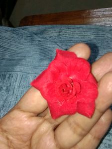Flower Hair Bow And Pin , Earrings Combo