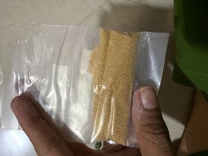 Golden Jojoba Beads