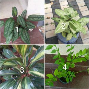 you can select 10 live root plants