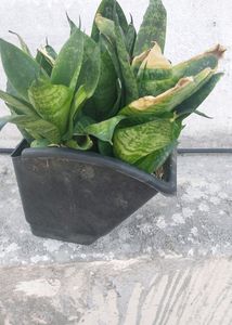 Whole1 Year Old Mature Dwarf Snake Plant