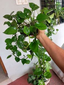 Set2 Plants Evergreen Money&amp; dieffenbachia seguln