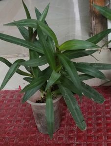 Pack 2 Moses-in-the-Cradle &amp; Syngonium Plant &amp; Pot