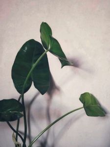 Burle Marx Philodendron Healthy Green Plant