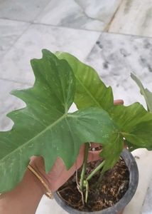 Philodendron golden dragon