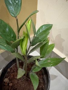 ZZ Plant in Black Pot