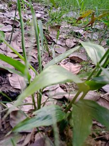 Plants Combo ( Tulsi, Elachi, Bhringraj)