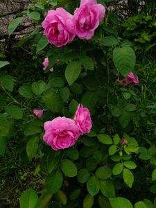 pink Rose steams 🌸