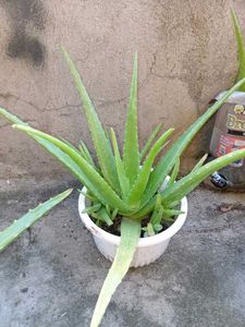 alovera plant