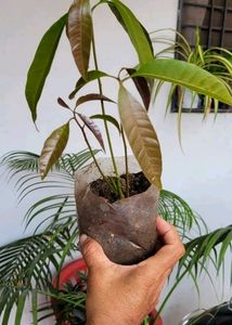 Big 🥭 Mango Plant 🌵