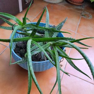 Live Aloevera Without Pot