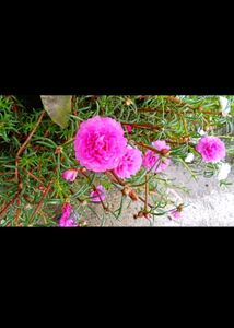 6 Plant With Rooted Combo