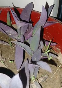 7 Live Plants With Roots
