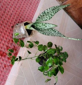 Set 2 Dwarf Snake Plant &amp; Money Plants🪴