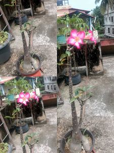 adenium ( Japanese giant)