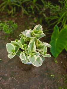 6 plant Variegated Baby Rubber ☘️