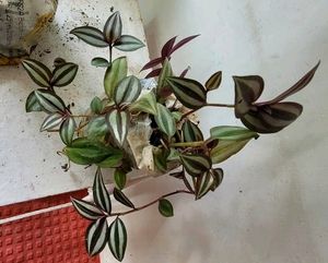 Pack 2. Zabrinic &amp; Nevernever Plants &amp; Pot