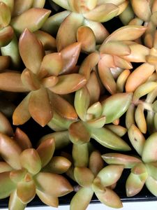 Sedum Adolphii Cuttings  Available