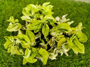 Similar 2 Different Varieties.