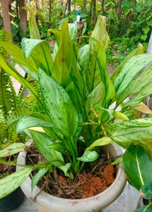 combo of 4 plants