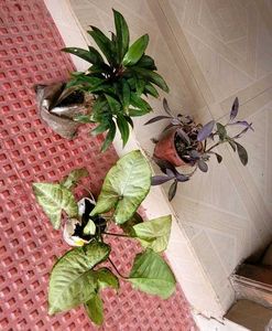 Set 3 Syngonium &amp; Pink Heat &amp; Arrowhead Plants