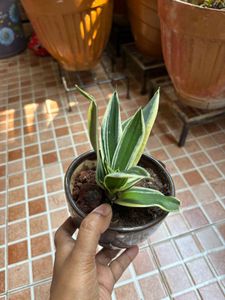 Snake Plant in Decorative Pot