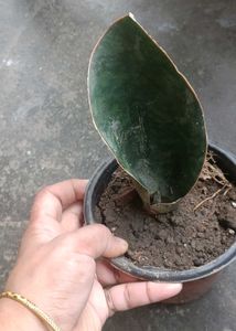 whale fin Sansevieria Plant