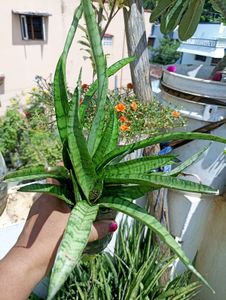 Combo Of Any 3 Indoor Plant Saplings