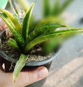 combo of 3 Snake Plant