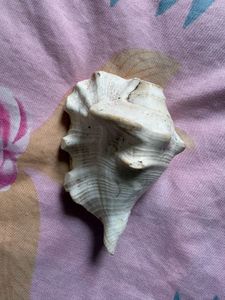 Antique Large Seashell Decor