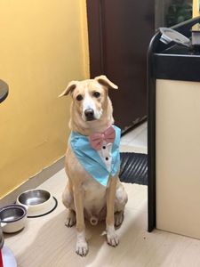 Pet Dog Tuxedo