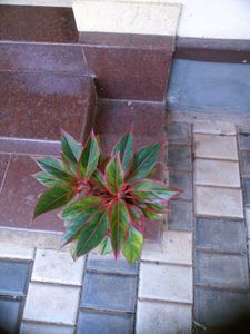 5 Live Root Plants