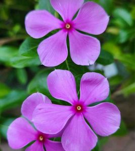 Vibrant Pink Periwinkle Flowers plant