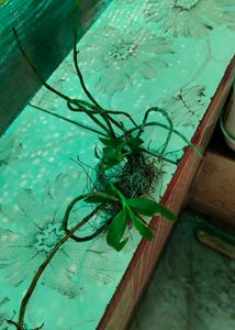 Beautiful Orchid Plant