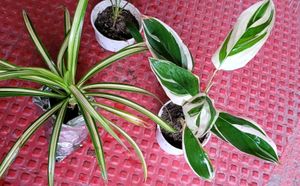Pack 3 Dracaena Red Ruby &amp; Pandanus veitchii &amp; Nev