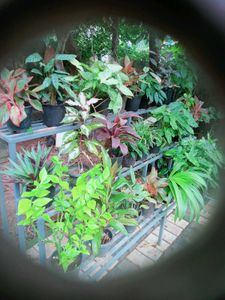 10 live root plants