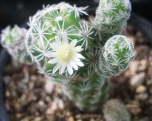Rare And Expensive Cactus Plant
