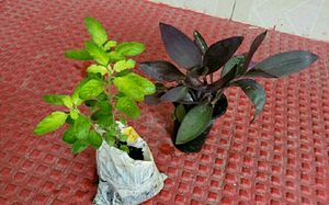 Pack 2 Tulsi &amp; Purple Heart ❤️ Plants