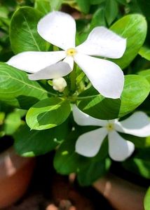 Pink &amp; White Sadabahar Seeds
