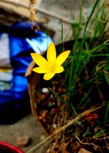 Vibrant Yellow Lily Flower sheeds