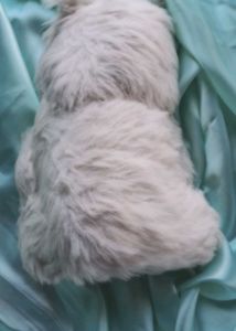 Cute Fluffy Teddy Bear Toy