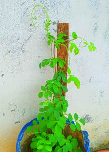 Combo Plant