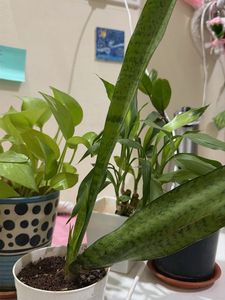 4 Beautiful Potted Plants for Sale