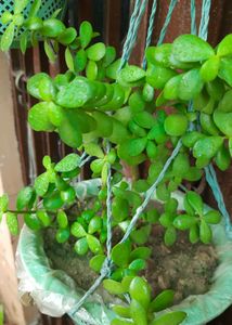 Seeds And Cuttings