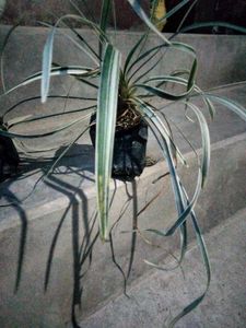 Assorted Indoor Plants