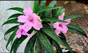 Pack 2 Colues &amp; 🪴Mexican petunia plants &amp; Pot